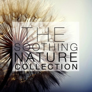 ดาวน์โหลดและฟังเพลง A Quiet Walk พร้อมเนื้อเพลงจาก Nature Sound Series