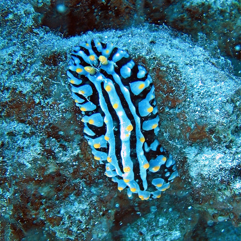 Yellowtipped Wart Slug