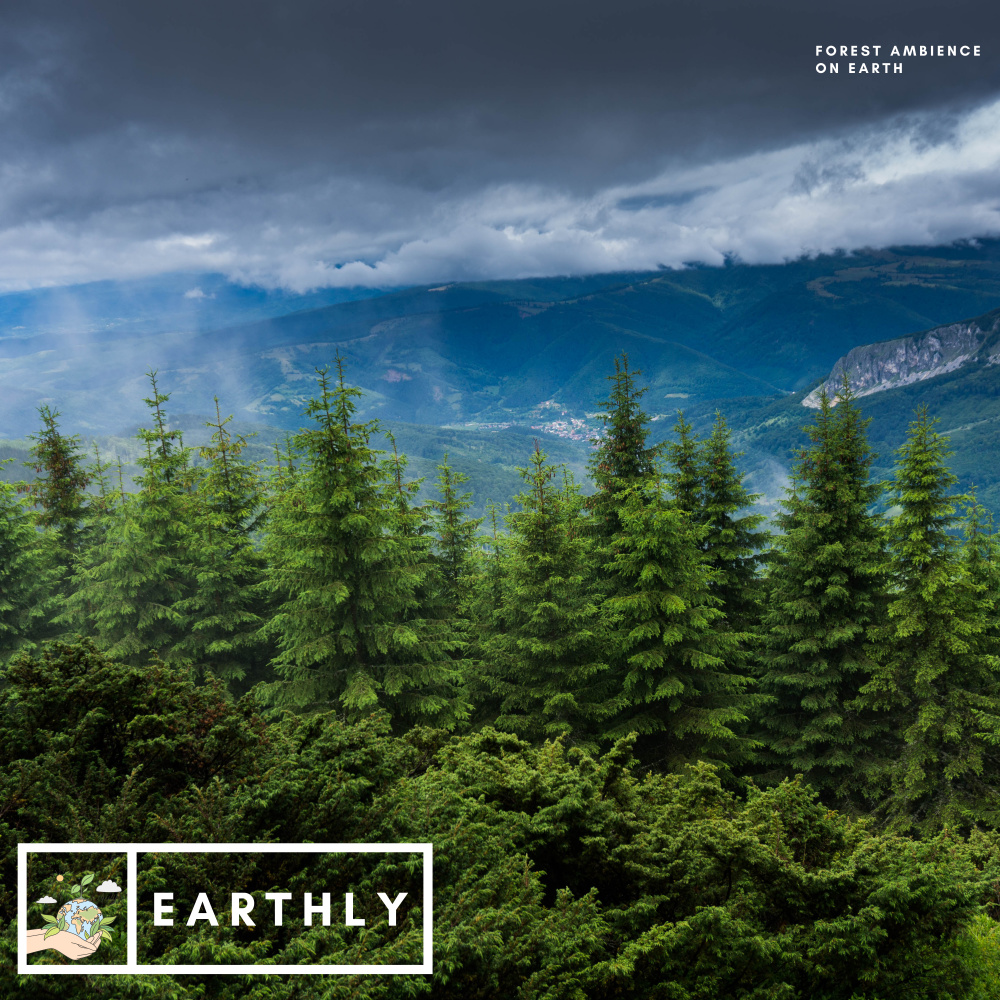 Forest Ambience On Earth