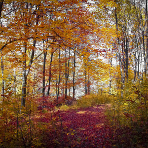 Listen to Tranquil Binaural Sounds song with lyrics from Yoga Workout Music