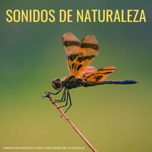 Sonidos De Naturaleza: Vibras De Estudio Con Canciones De La Jungla