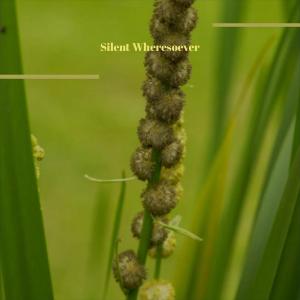 Album Silent Wheresoever from Various