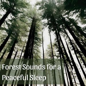 Listen to Gentle Hush song with lyrics from Forest Hills Music Universe