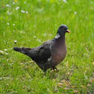 ดาวน์โหลดและฟังเพลง Bird sounds - Pigeon พร้อมเนื้อเพลงจาก Polskie Ptaki