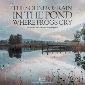 개구리가 우는 연못에 내리는 빗소리 The sound of rain in the pond where frogs cry dari 힐링 네이쳐 Nature Sound Band