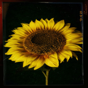 ดาวน์โหลดและฟังเพลง Everything พร้อมเนื้อเพลงจาก INHON