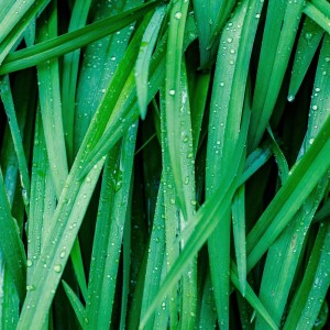 Listen to Walking In Nature song with lyrics from Asian Zen Meditation