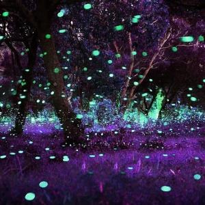 收聽zachmadethis的in my glo (feat. Z1M & sacreds) (Explicit)歌詞歌曲