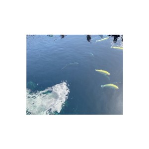 ดาวน์โหลดและฟังเพลง I'm not sure. พร้อมเนื้อเพลงจาก 鹿あるく