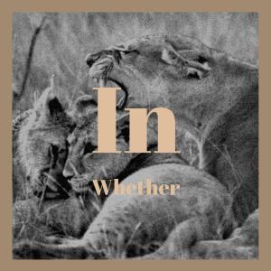 Listen to Particolored Équipe song with lyrics from Ildo Ivis