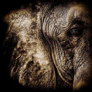 ดาวน์โหลดและฟังเพลง Elephant พร้อมเนื้อเพลงจาก Robots of the World Unite!