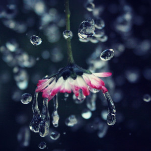 Album Mystic Mornings: Chill Music Rain Dawn oleh The Sound of the Rain