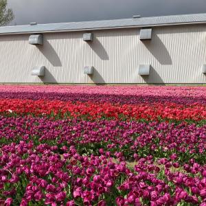 JeniusDoesBeatz的專輯April Flowers