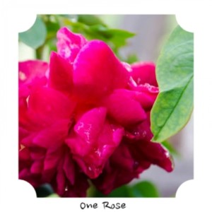 Various Artist的專輯One Rose