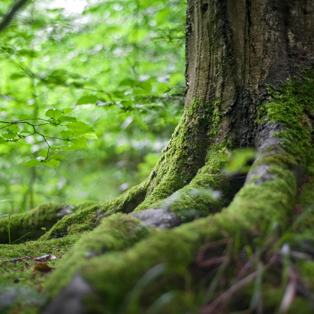 forest shine