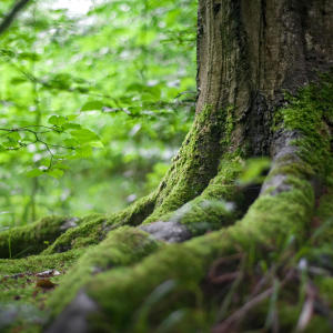 收聽Suseti的forest shine歌詞歌曲