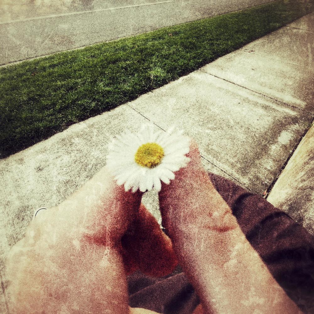 my sunflower
