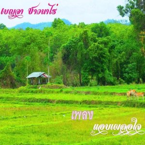 ดาวน์โหลดและฟังเพลง แอบเผลอใจ พร้อมเนื้อเพลงจาก เบญจา ชาวนาไร่