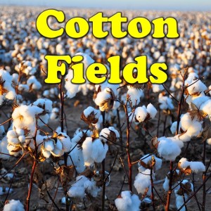 收聽Lead Belly的Cotton Fields歌詞歌曲