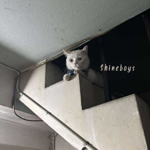 Shineboys的专辑ก็แค่เจ็บ