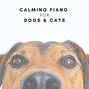 ดาวน์โหลดและฟังเพลง Relax My Pet Piano พร้อมเนื้อเพลงจาก Jingle Cats