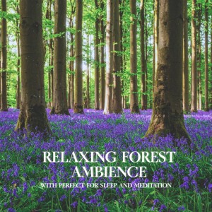 Listen to Forest Calm song with lyrics from Nature Sounds For Focus