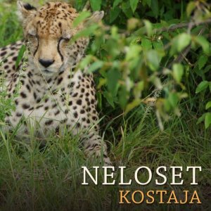 收聽Neloset的Kostaja歌詞歌曲