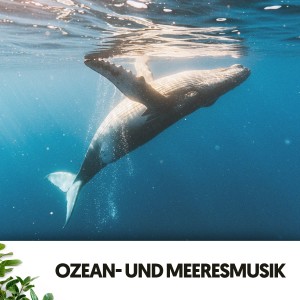 อัลบัม Ozean- und Meeresmusik: Melodien des tiefen Blaus ศิลปิน Dog Relaxation