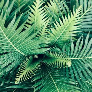 收听SPA的A Busy Garden歌词歌曲