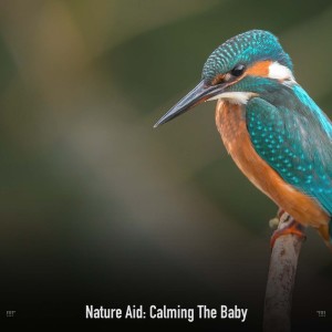 收聽Deep Sleep的Relaxing Bird Song Rains歌詞歌曲