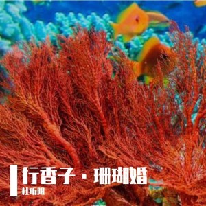 Listen to 行香子·珊瑚婚 (完整版) song with lyrics from 杜昕阳