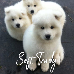 Album Soft Trudy oleh Jarvis Jones