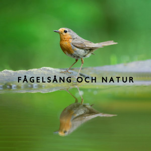Album Fågelsång och natur (Instrumental musik) from Lugnt Naturparadis