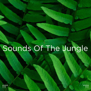 Nature Sounds Nature Music的專輯!!!" Sounds Of The Jungle  "!!!