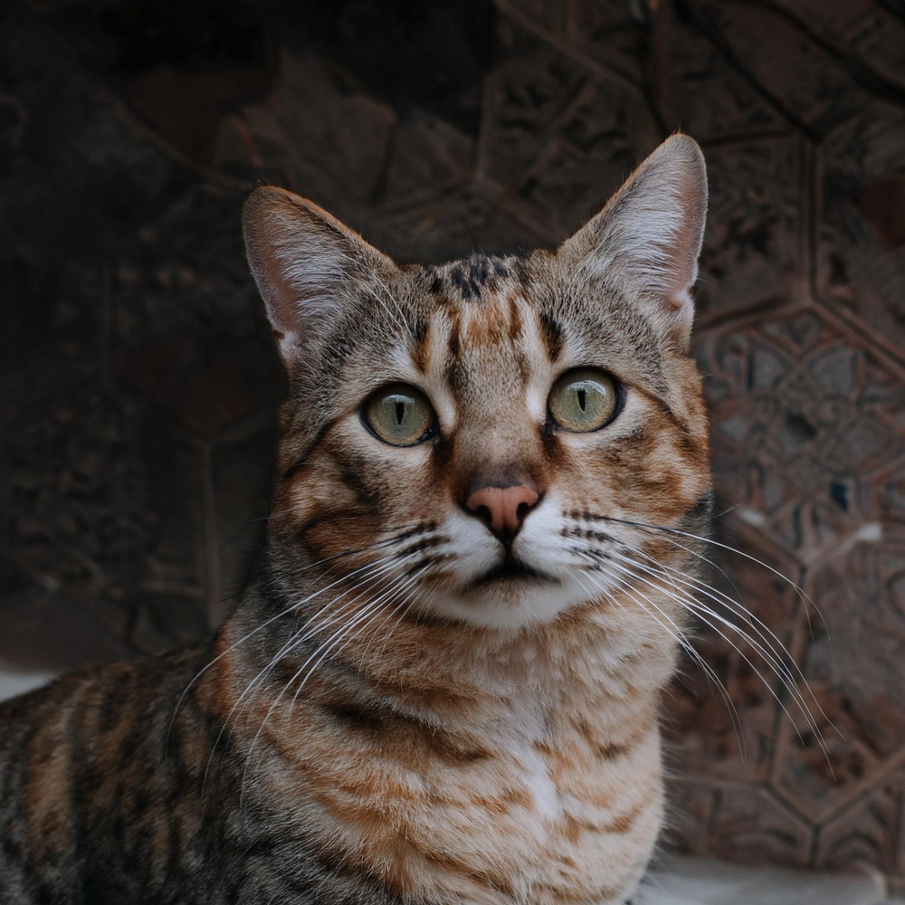 Suaves Murmullos Felinos