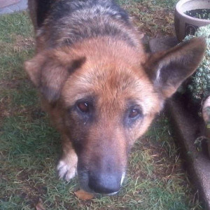 ดาวน์โหลดและฟังเพลง Mi Perro, Mi Mejor Amigo (Mi Amigo Fiel) พร้อมเนื้อเพลงจาก ElStickman