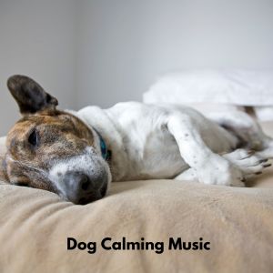 Sounds Dogs Love的專輯Chill Waves for Dogs