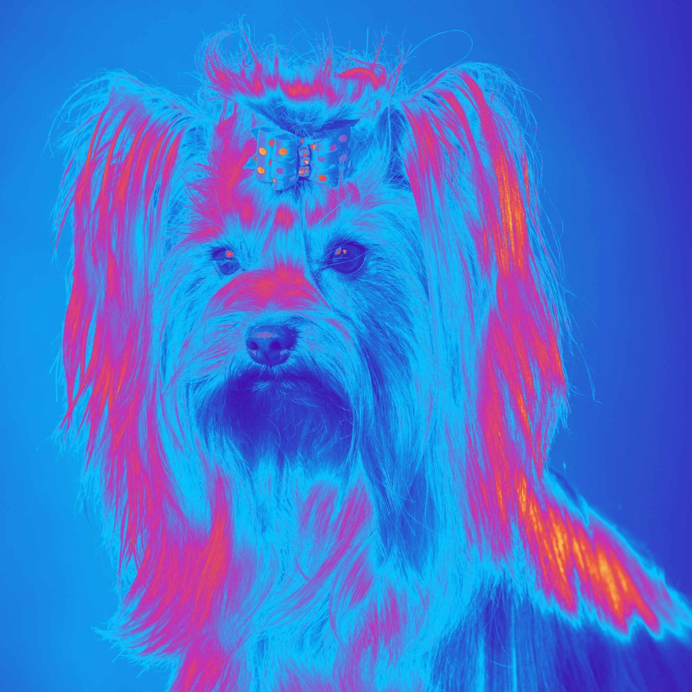 High-class Music for Alert Doggy