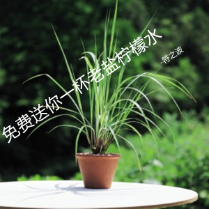 Dengarkan lagu 免费送你一杯老盐柠檬水 nyanyian 符之波 dengan lirik