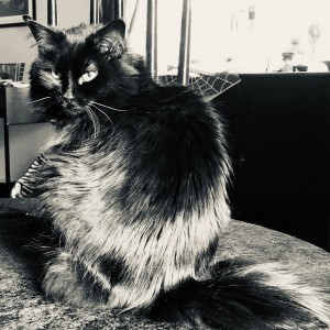 收聽Music For Cats的Meoween!歌詞歌曲