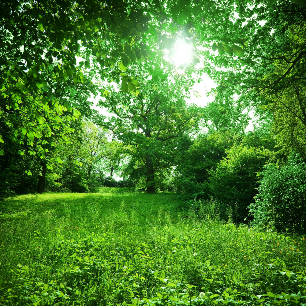 Serenade in Green Twilight