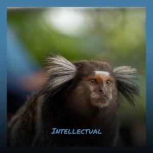 Album Intellectual from Various