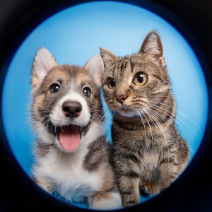 ดาวน์โหลดและฟังเพลง El Latir De La Alegría Canina พร้อมเนื้อเพลงจาก Musica-para-Relajar-Perros