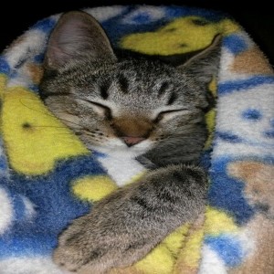 ดาวน์โหลดและฟังเพลง 感谢你曾来过 พร้อมเนื้อเพลงจาก Baozhai Mezhong