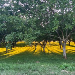 收聽Spa Music Relaxation的My Temple歌詞歌曲