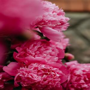 อัลบัม Sleepy Sounds / Healing Sleep | Relaxation ศิลปิน Relaxing Music