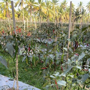 Prabu Zabha的专辑Ocean's Promise