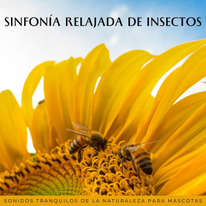 Sinfonía Relajada De Insectos: Sonidos Tranquilos De La Naturaleza Para Mascotas