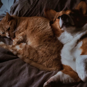 Lofi Pet Moments: Serene Melodies for Furry Friends
