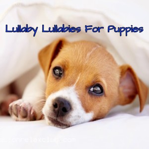 Listen to Lullaby Lullabies For Puppies song with lyrics from Sleep Music For Dogs